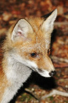 Jonge vos (Vulpes vulpes), Niersen